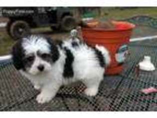 Havanese Puppy for sale in Marion, AL, USA