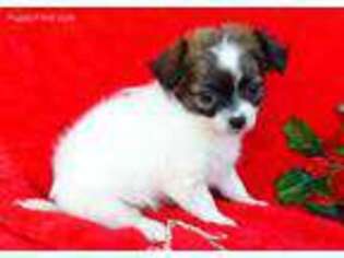 Chihuahua Puppy for sale in Alba, TX, USA