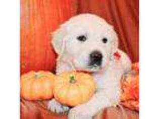 Mutt Puppy for sale in Hubertus, WI, USA