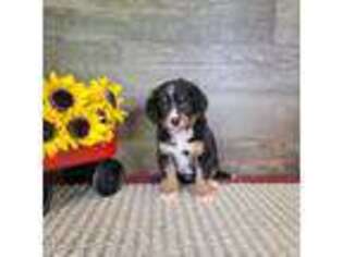 Bernese Mountain Dog Puppy for sale in Hamptonville, NC, USA