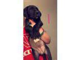 Great Dane Puppy for sale in Robinson, PA, USA