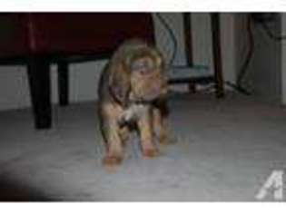 Bloodhound Puppy for sale in TUCSON, AZ, USA