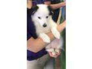 American Eskimo Dog Puppy for sale in Riverview, FL, USA