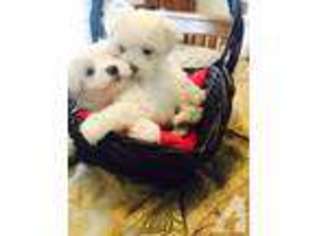 Maltese Puppy for sale in ONTARIO, CA, USA