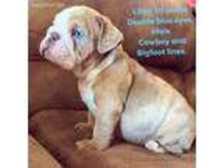 Bulldog Puppy for sale in Eldorado, OK, USA
