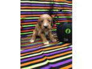 Goldendoodle Puppy for sale in Smithfield, KY, USA