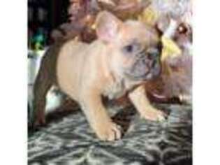 French Bulldog Puppy for sale in Columbia Falls, MT, USA