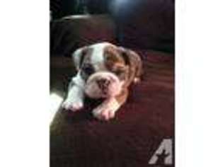 Bulldog Puppy for sale in ROSEVILLE, CA, USA