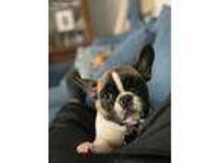 French Bulldog Puppy for sale in Hatfield, PA, USA