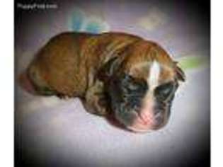 Boxer Puppy for sale in Salina, OK, USA