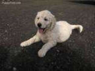 Goldendoodle Puppy for sale in Buxton, OR, USA