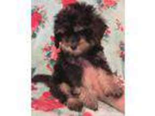 Cavapoo Puppy for sale in Cleveland, NC, USA