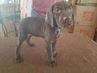 German Shorthaired Pointer Puppy for sale in Great Falls, MT, USA