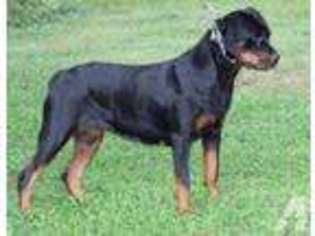 Rottweiler Puppy for sale in LAKE WALES, FL, USA