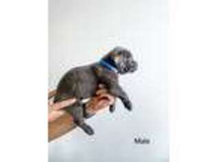 Cane Corso Puppy for sale in Kansas City, MO, USA
