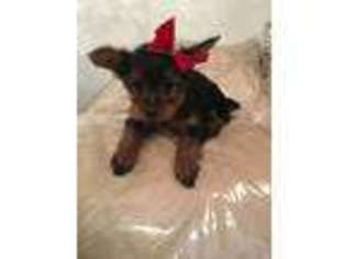 Yorkshire Terrier Puppy for sale in Hazel Crest, IL, USA