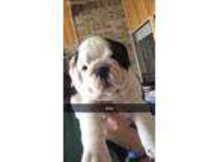 Bulldog Puppy for sale in China Spring, TX, USA