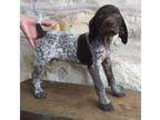 German Shorthaired Pointer Puppy for sale in George West, TX, USA