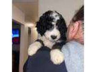 Mutt Puppy for sale in Hillsboro, OR, USA