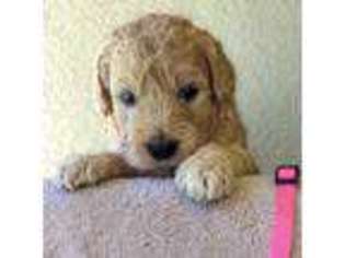Labradoodle Puppy for sale in Cape Coral, FL, USA