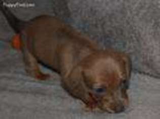 Dachshund Puppy for sale in Huntsville, TX, USA