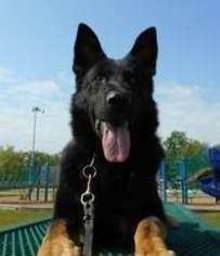 German Shepherd Dog Puppy for sale in South Houston, TX, USA