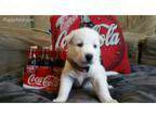Siberian Husky Puppy for sale in Helena, MT, USA