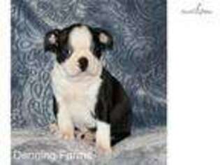 Boston Terrier Puppy for sale in Iowa City, IA, USA