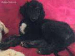 Afghan Hound Puppy for sale in Albuquerque, NM, USA