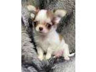 Chihuahua Puppy for sale in Saginaw, MI, USA