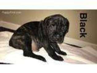 Bullmastiff Puppy for sale in Greensburg, PA, USA