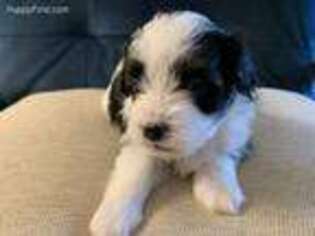 Havanese Puppy for sale in Bernville, PA, USA