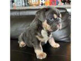Bulldog Puppy for sale in Phoenix, AZ, USA