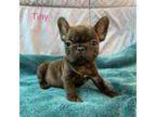 French Bulldog Puppy for sale in Roland, OK, USA