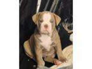 Olde English Bulldogge Puppy for sale in Phoenix, AZ, USA