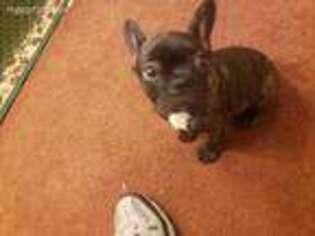 French Bulldog Puppy for sale in Leesburg, GA, USA
