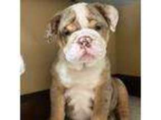 Bulldog Puppy for sale in Saint Louis, MO, USA