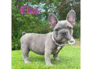 French Bulldog Puppy for sale in Pittsfield, NH, USA