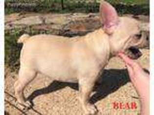 French Bulldog Puppy for sale in Mountain Home, AR, USA
