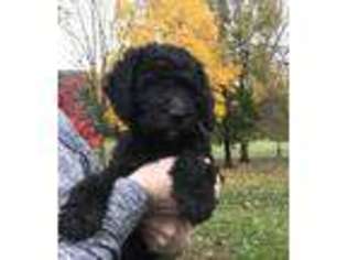 Labradoodle Puppy for sale in Halifax, PA, USA