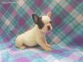 French Bulldog Puppy for sale in North Collins, NY, USA