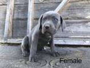 Cane Corso Puppy for sale in Hilmar, CA, USA
