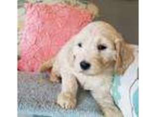 Goldendoodle Puppy for sale in Columbus, GA, USA