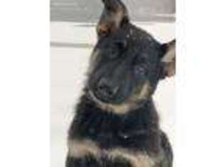 German Shepherd Dog Puppy for sale in Carver, MA, USA