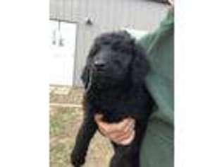 Goldendoodle Puppy for sale in Hartford, KY, USA