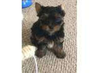 Yorkshire Terrier Puppy for sale in Early, TX, USA