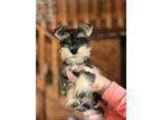 Mutt Puppy for sale in Saint Elizabeth, MO, USA
