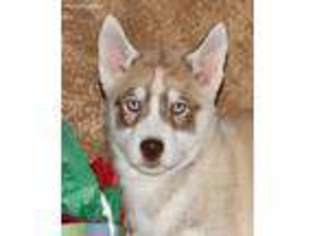 Siberian Husky Puppy for sale in Carrollton, MO, USA