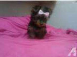 Yorkshire Terrier Puppy for sale in STAFFORD, TX, USA