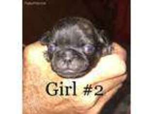 Pug Puppy for sale in Beattyville, KY, USA